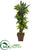 Silk Plants Direct Corn Stalk Dracaena Artificial Plant in Brown Planter - Pack of 1