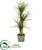 Silk Plants Direct Yucca Artificial Tree - Pack of 1