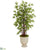 Silk Plants Direct Bamboo Artificial Tree - Pack of 1