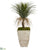 Silk Plants Direct Pony Tail Palm Artificial Plant - Pack of 1