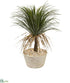 Silk Plants Direct Pony Tail Palm Artificial Plant - Pack of 1