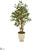 Silk Plants Direct Ficus Artificial Tree - Pack of 1