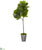 Silk Plants Direct Fiddle Leaf Artificial Tree - Pack of 1