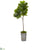 Silk Plants Direct Fiddle Leaf Artificial Tree - Pack of 1