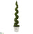 Silk Plants Direct Cypress Artificial Spiral Tree - Pack of 1