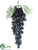 Lady Finger Grapes - Black - Pack of 12