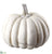 Pumpkin - Cream White - Pack of 6