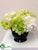 Hydrangea - Cream Green - Pack of 6