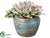 Sedum Pick, Echeveria - Green Mauve - Pack of 1