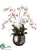 Phalaenopsis Orchid Plant - Burgundy Cream - Pack of 1