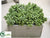 Sedum - Green Natural - Pack of 1