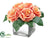 Rose - Coral Light - Pack of 1