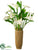 Anthurium, Fig - Cream Green - Pack of 1