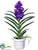 Vanda Orchid - Purple Lavender - Pack of 1