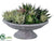 Echeveria, Agave, Sedum - Green - Pack of 1