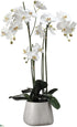 Silk Plants Direct Phalaenopsis Plant - White - Pack of 1