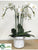 Phalaenopsis Plant - White - Pack of 1