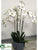 Phalaenopsis Plant - White - Pack of 1