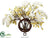 Phalaenopsis, Heptacoduim, Twig - White Yellow - Pack of 1