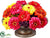 Zinnia - Fuchsia Yellow - Pack of 1