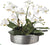 Phalaenopsis Orchid - White - Pack of 1