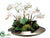 Phalaenopsis, Sedum - White - Pack of 1