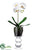 Phalaenopsis Plant - White - Pack of 1