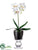 Phalaenopsis Plant - White - Pack of 1