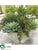 Aeonium, Sedum, Echeveria - Green White - Pack of 1