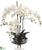 Phalaenopsis Orchid - Cream - Pack of 1