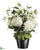 Hydrangea, Gloriosa - Cream Green - Pack of 1