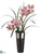 Cymbidium Orchid - Rubrum Burgundy - Pack of 1