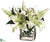 Stargazer Lily - Green White - Pack of 1