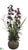 Cymbidium Orchid - Plum Green - Pack of 1