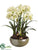 Amaryllis - Green Cream - Pack of 1