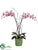 Phalaenopsis Orchid - Violet Two Tone - Pack of 1