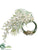 Dendrobium Orchid - Cream White - Pack of 1