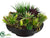 Succulents, Grass - Green Burgundy - Pack of 1