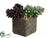 Sedums - Green Burgundy - Pack of 2