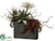 Succulent, Grass - Green Burgundy - Pack of 1