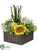 Sunflower, Succulent, Snowball Arrangement - Yellow Green - Pack of 1