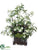 Azalea Arrangement - Cream Green - Pack of 1