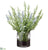 Lavender, Rosemary - Lavender Green - Pack of 1