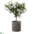 Azalea - Green White - Pack of 1