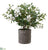 Azalea - Green White - Pack of 1