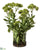 Sedum with Rocks - Green Burgundy - Pack of 1