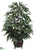 Mango Tree - - Pack of 1