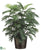 Areca Palm Tree - Green - Pack of 1