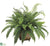 Fern - Green - Pack of 1