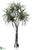 Dracaena Plant - Green - Pack of 1